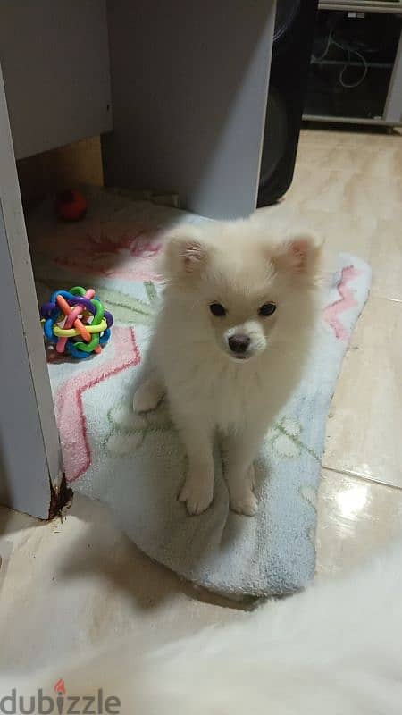 pomeranian spitz 1