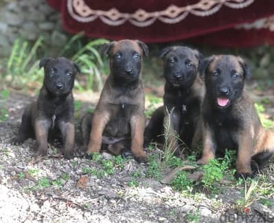 malinois dogs