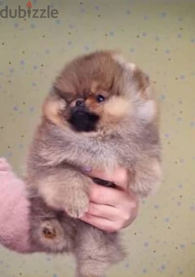 pomeranian teacup toy face