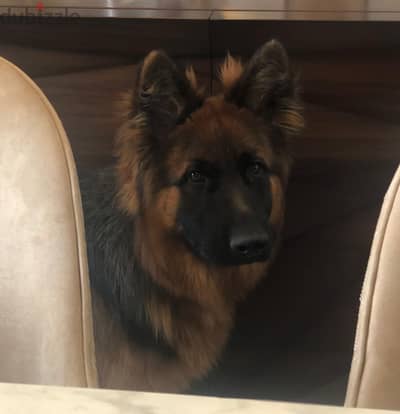 German Shepherd Puppy Male 10 months with Pedigree