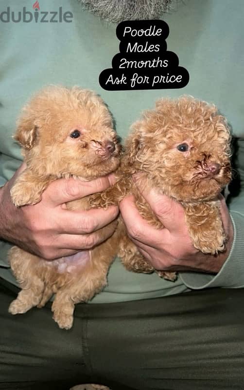 Maltipoo males and poodle males 2