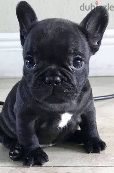 french bulldog black