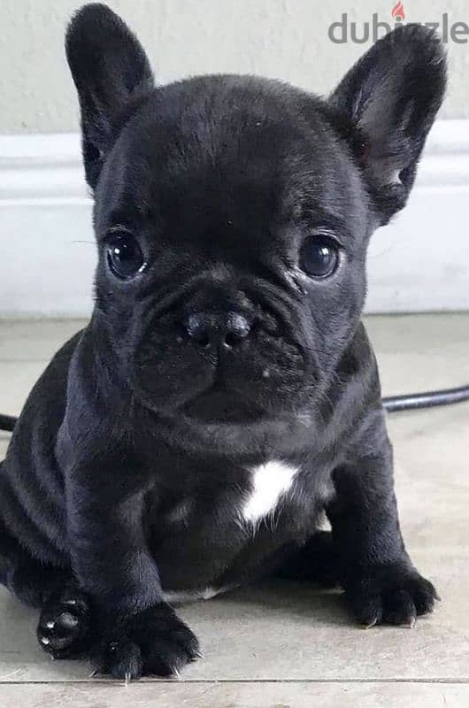 french bulldog black 0