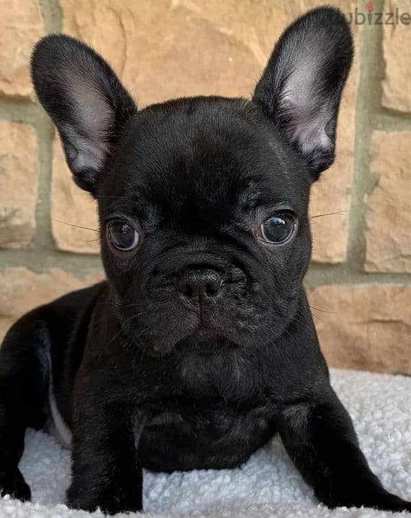 french bulldog black 1