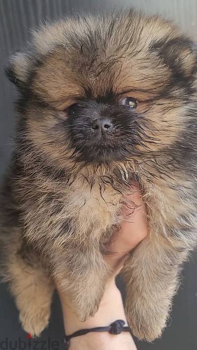 pomeranian brindle toy face