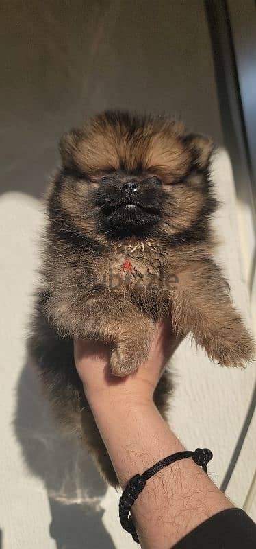 pomeranian brindle toy face