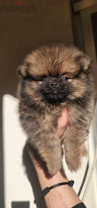 pomeranian brindle toy face 1