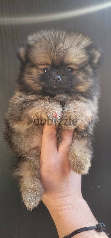 pomeranian brindle toy face 3