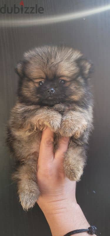 pomeranian brindle toy face 4