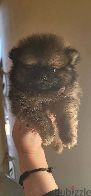 pomeranian brindle toy face 5