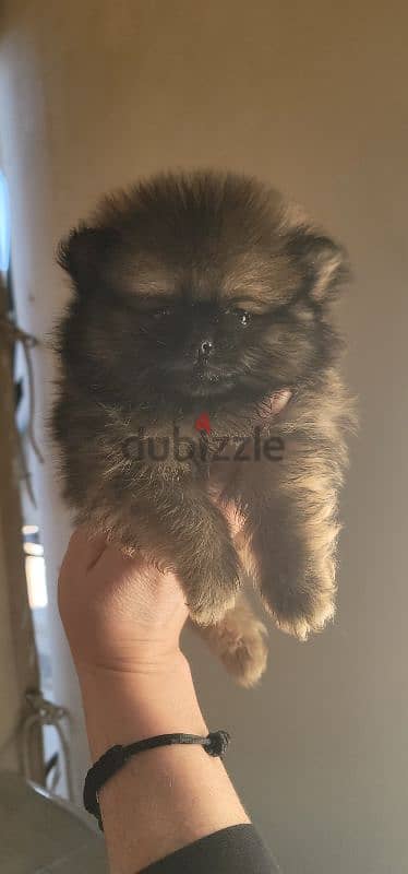 pomeranian brindle toy face 7