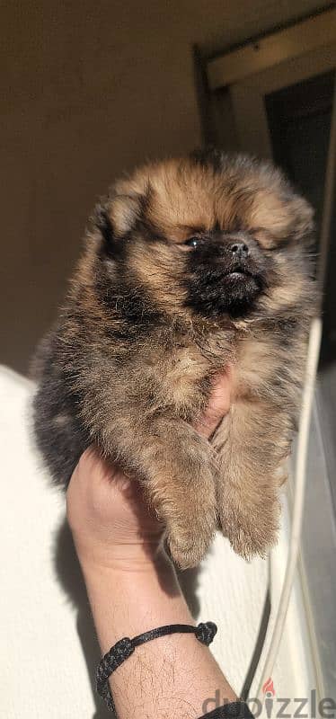 pomeranian brindle toy face 9