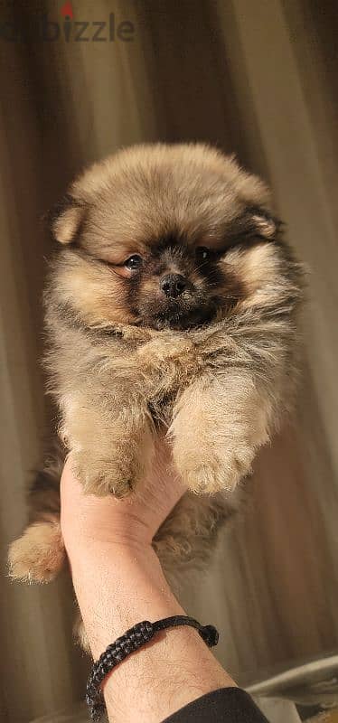 pomeranian toy face