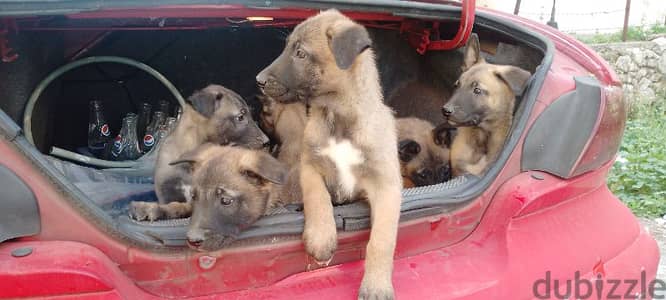 malinois puppies