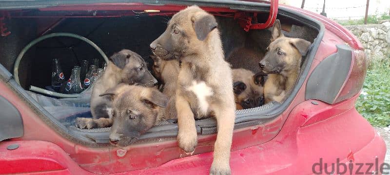 malinois puppies 0