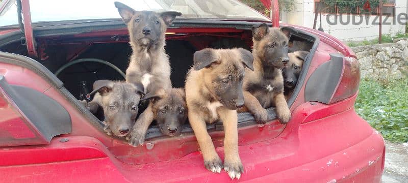 malinois puppies 1