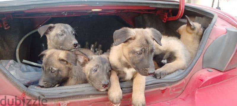 malinois puppies 2