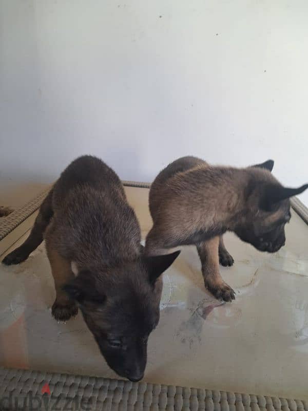 malinois puppies 3