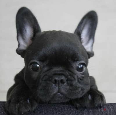 French Bulldog Black