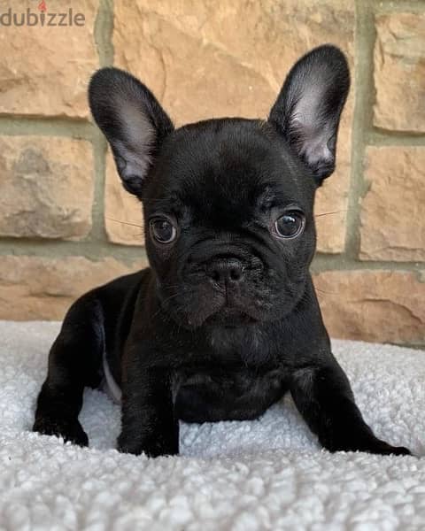 French Bulldog Black 1