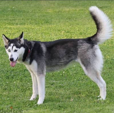 Sibirian husky female dog