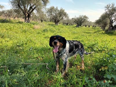 epagneul breton tricolore / كلب صيد / brittany spaniel