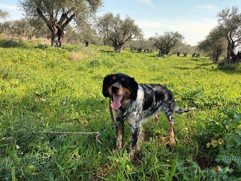 epagneul breton tricolore / كلب صيد / brittany spaniel 0