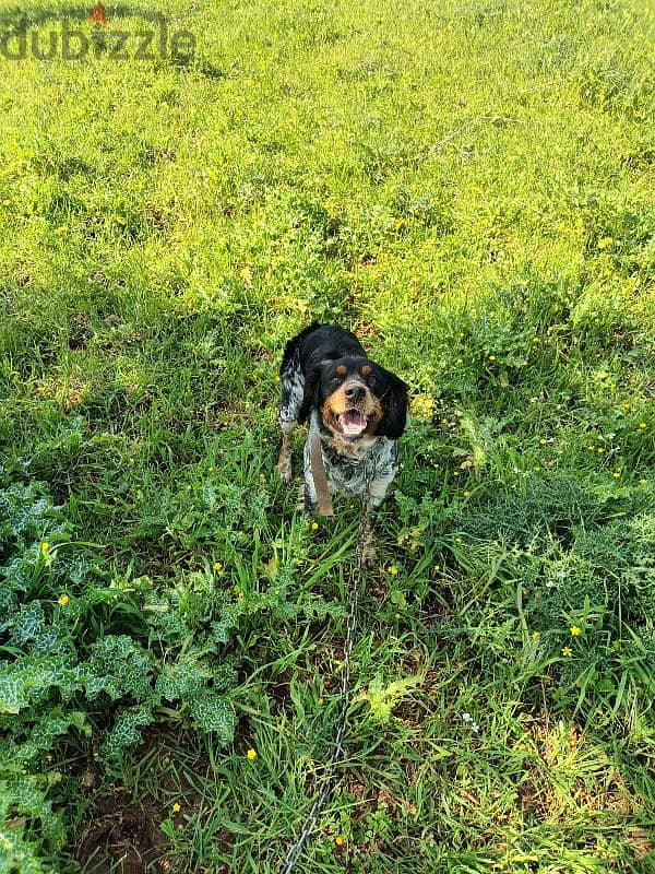 epagneul breton tricolore / كلب صيد / brittany spaniel 1