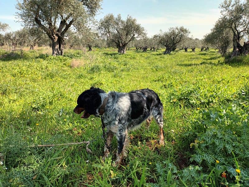 epagneul breton tricolore / كلب صيد / brittany spaniel 2