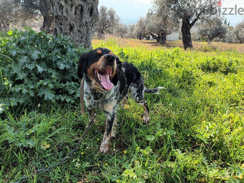 epagneul breton tricolore / كلب صيد / brittany spaniel 3