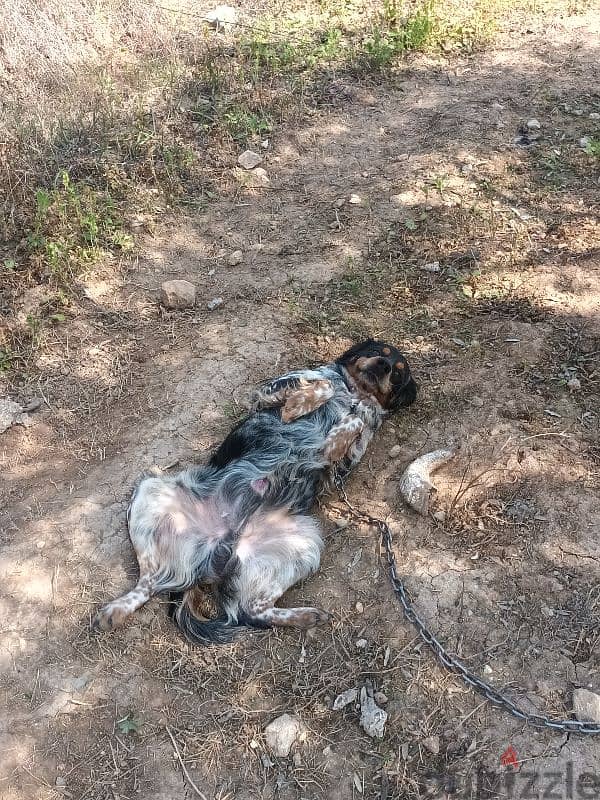 epagneul breton tricolore / كلب صيد / brittany spaniel 4