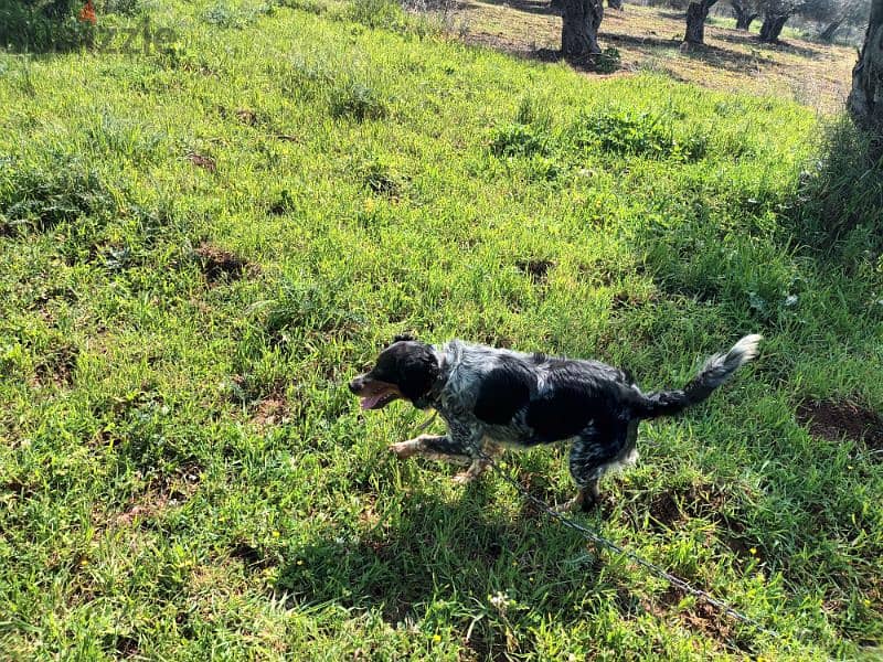 epagneul breton tricolore / كلب صيد / brittany spaniel 5