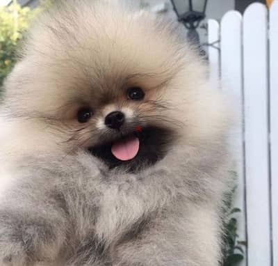 Teacup Pomeranian Puppies Available/ dog كلاب