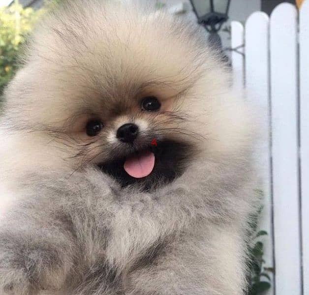 Teacup Pomeranian Puppies Available/ dog كلاب 0