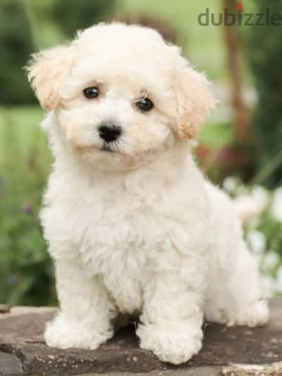 bichon maltais