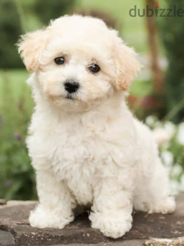 bichon maltais 0