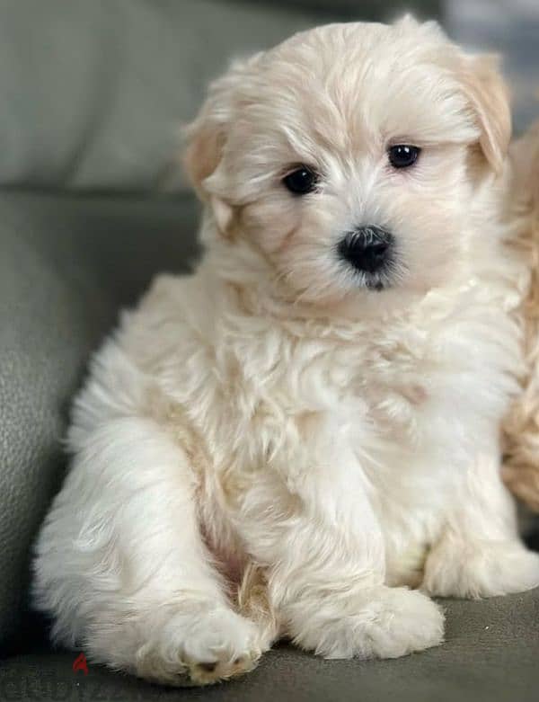 bichon maltais 1