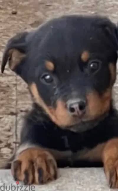 rottweiler puppies