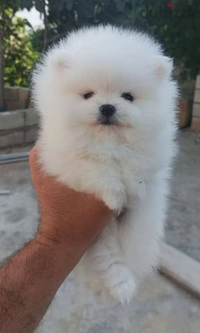 Pomeranian teacup