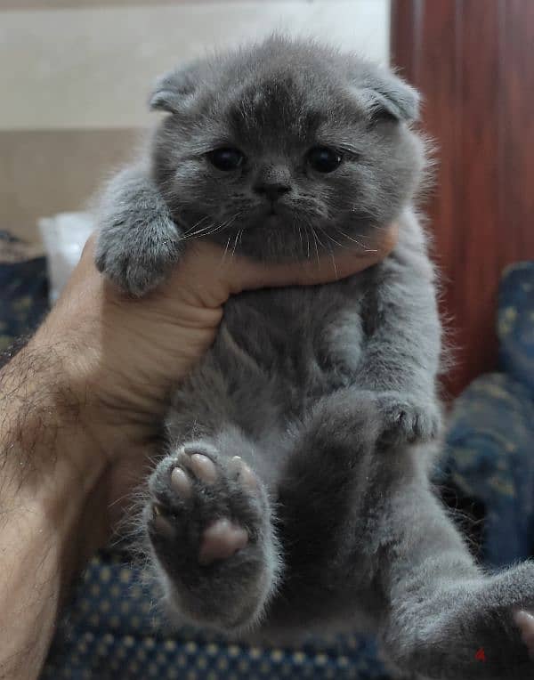 scottish fold 0