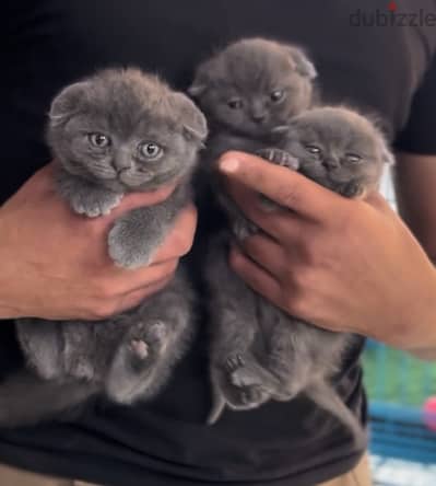 brown persian kitten