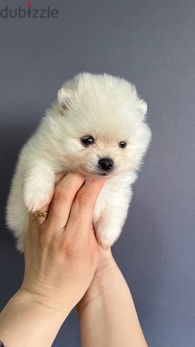 pomeranian