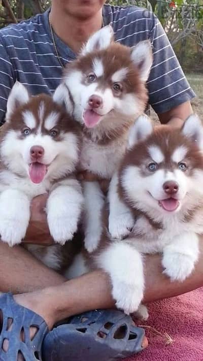 Perfect Red Siberian Husky Puppies/ Available dog كلاب