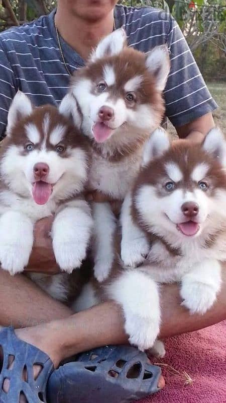 Perfect Red Siberian Husky Puppies/ Available dog كلاب 0