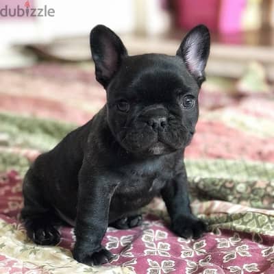 french bulldog  Puppy Imported