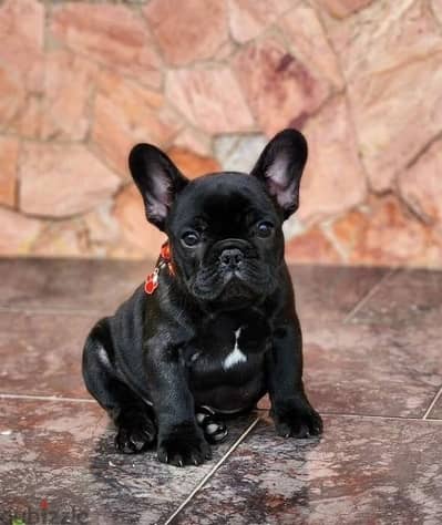 Imported French bulldog Puppy Delivery