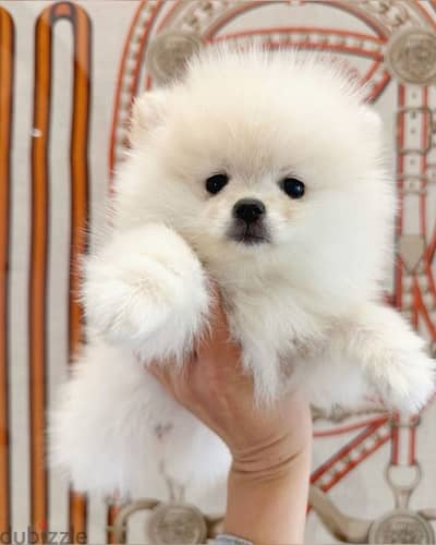 pomeranian puppies imported