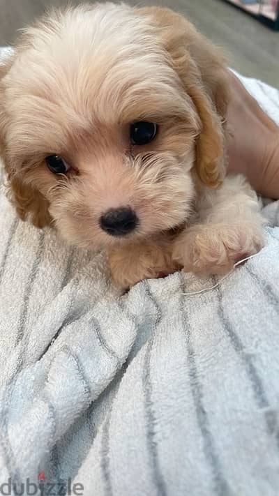 Imported Maltipoo puppy delivered