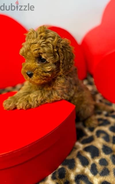 toy poodle Puppy Imported delivery