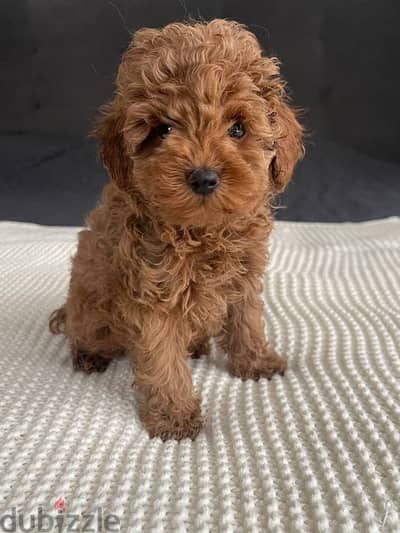 Toy Poodle Imported apricot